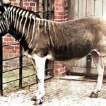 Equus quagga quagga coloured