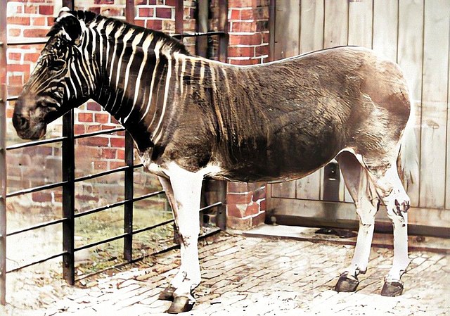 Equus quagga quagga coloured