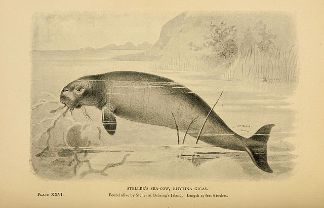 Extinct Mammals: Stellers Sea Cow