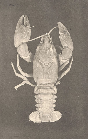 Extinct invertebrates: Sooty crayfish Astacus nigrescens