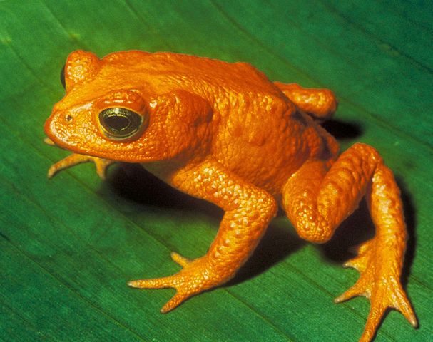 Extinct amphibia: Golden toad Bufo periglenes