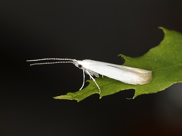 Chestnut casebearer moth (Coleophora leucochrysella)