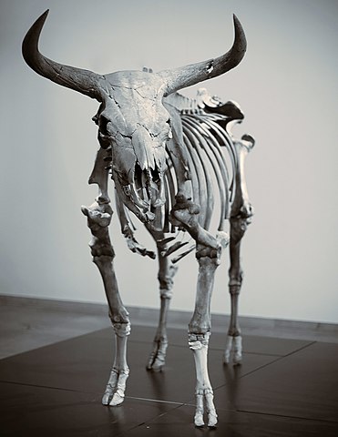 Copenhagen aurochs