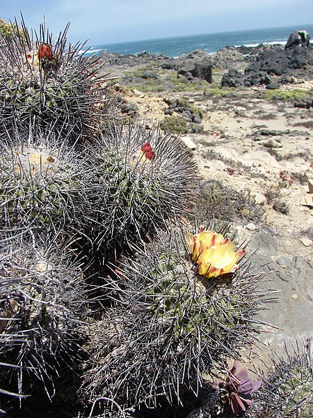 Copiapoa coquimbana