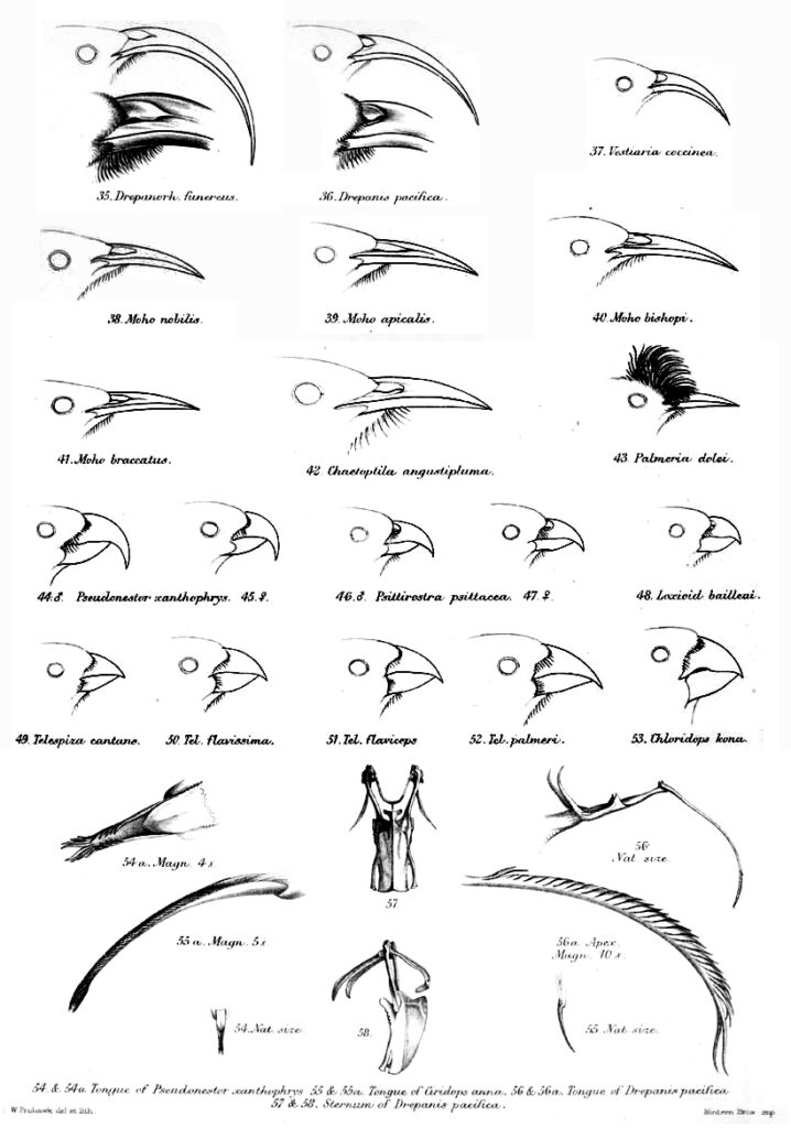 Drepadinidae beaks