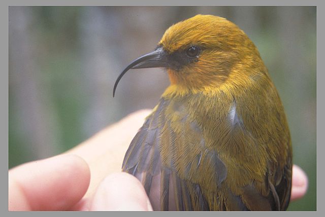 Mosquitoes in Hawaii to dave the ʻAkiapolaʻau (Hemignathus munroi)