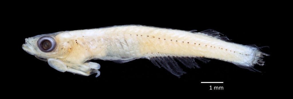 Newly discovered fish in 2023: Phenacostethus sikat