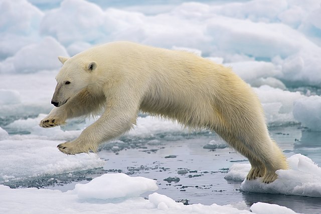 Polar Bears could go extinct by the 2030s