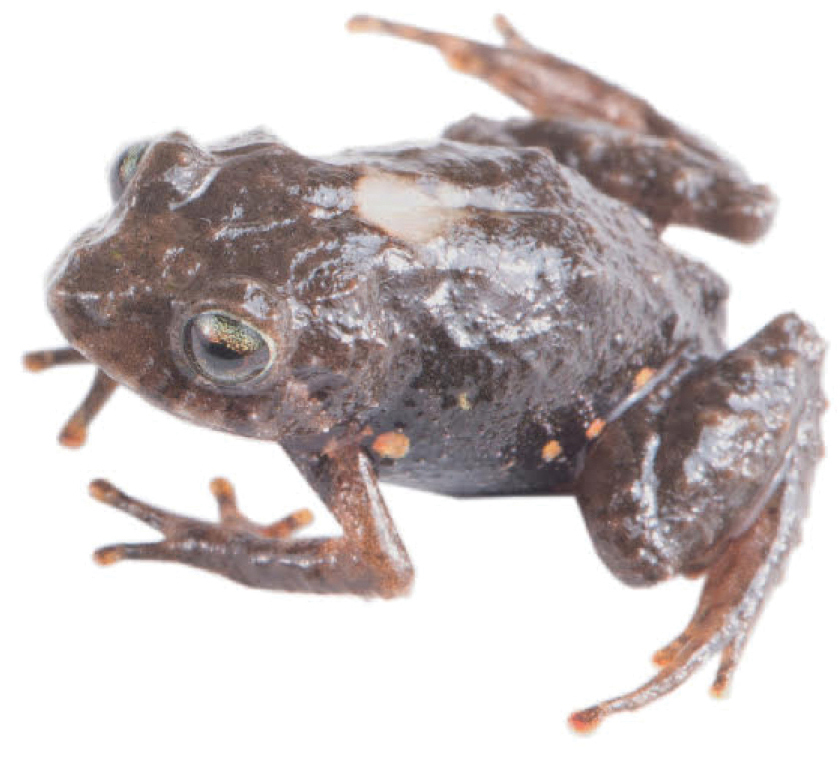 Pristimantis donnelsoni