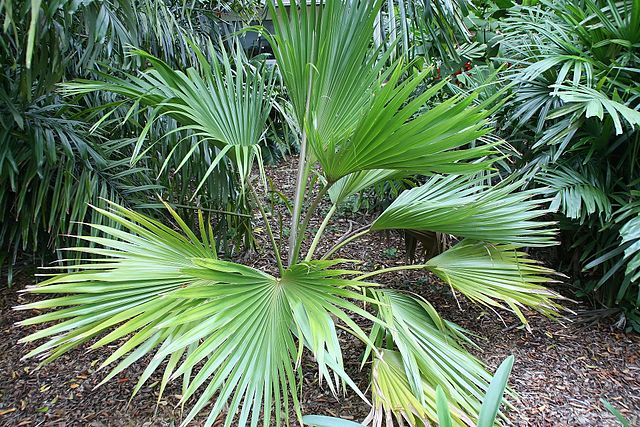 Pritchardia affinis