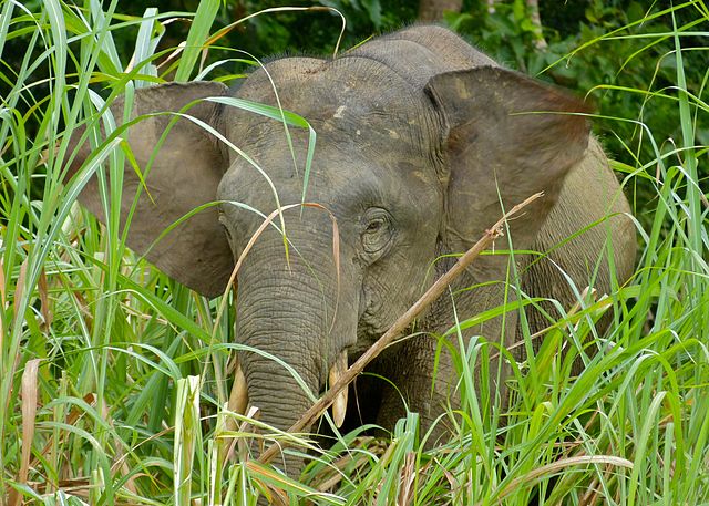 IUCN Red List 2024: Pygmy Elephant from Borneo (Elephas_maximus_borneensis)