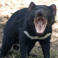 Tasmanian devil