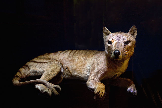 Thylacine, Tasmanian tiger stuffed