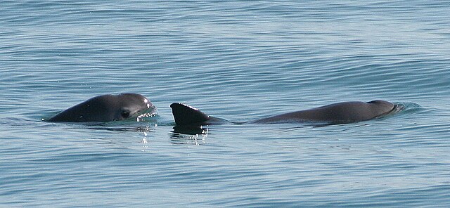 critically endangered: Vaquita