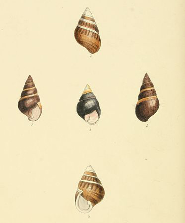 Achatinella tree snails