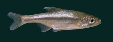 Hula bream (Acanthobrama hulensis) - same genus: Yarkon Bream (Acanthobrama telavivensis)