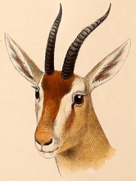 red gazelle / Algerian gazelle