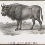 aurochs (Bos primigenius)