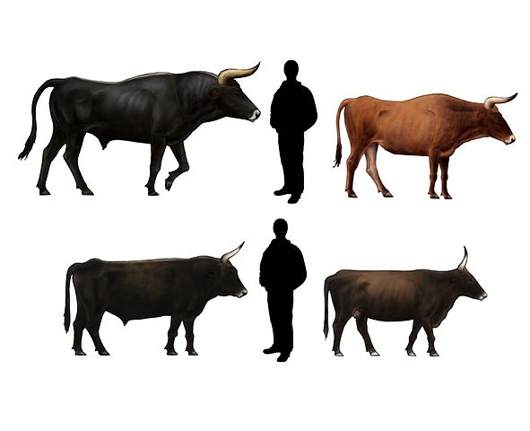 aurochs heckrind comparison