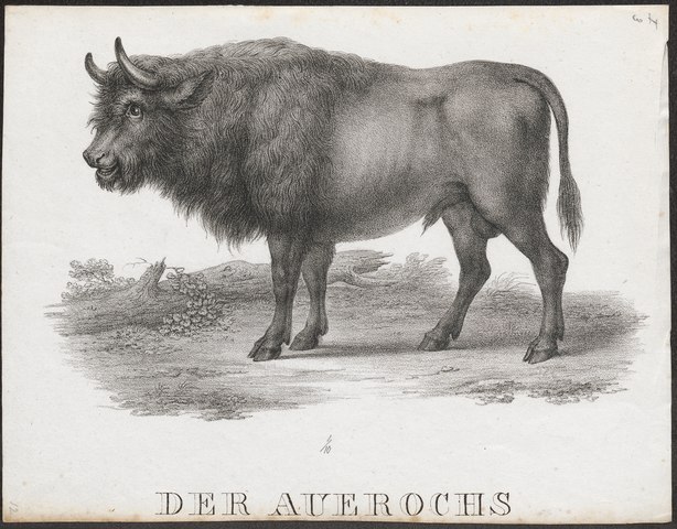 aurochs (Bos primigenius)