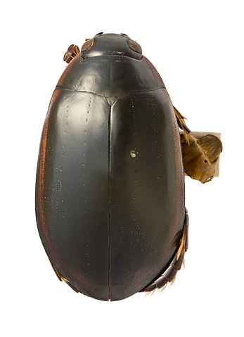 extinct insects: Brazilian diving beetle