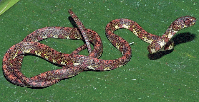 DiCaprio Snake (Sibon irmelindicaprioae)