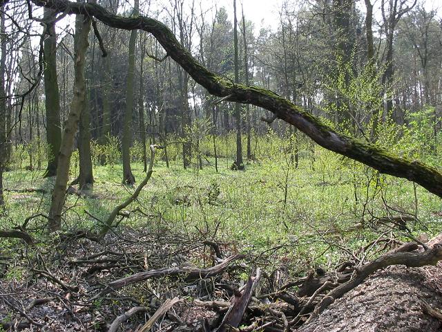 Erlenbruchwald Saarmund, Germany