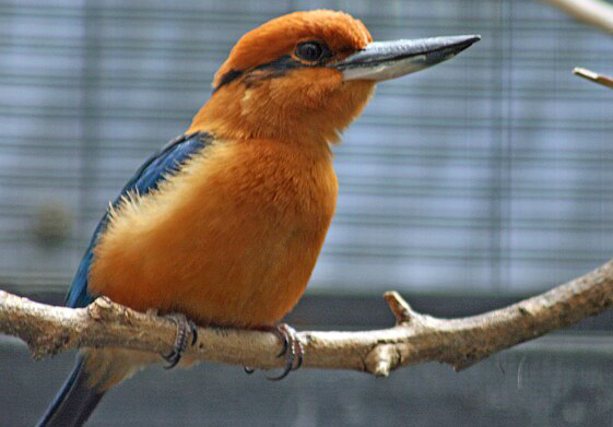 reintroduction to Palmyra: guam kingfisher