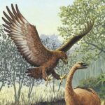 Haast's eagle (Hieraaetus / Aquila moorei) - extinct eagle