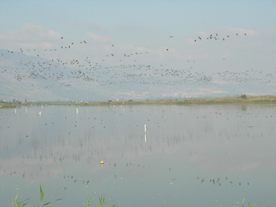 Hula Lake, Israel