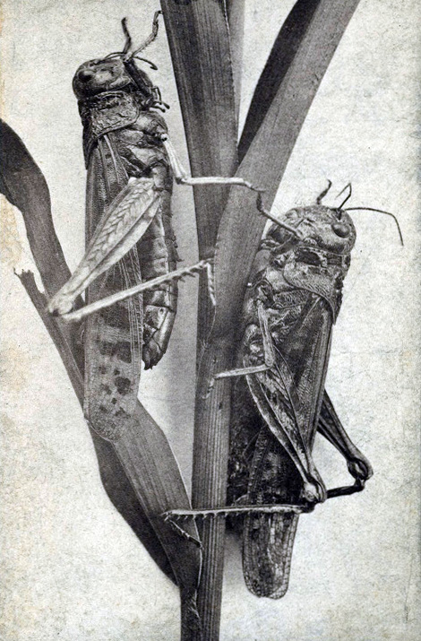 Extinct insects: Rocky Mountain locust