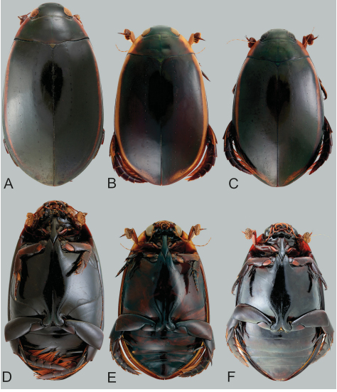 Brazilian diving beetle Megadytes ducalis