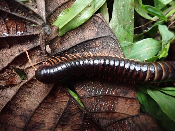 Makira Forest: Spirostreptus sculptus