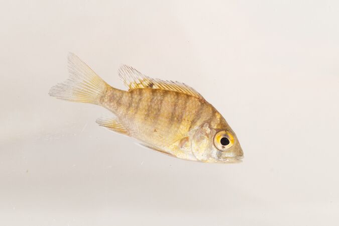 Ptychochromis makira