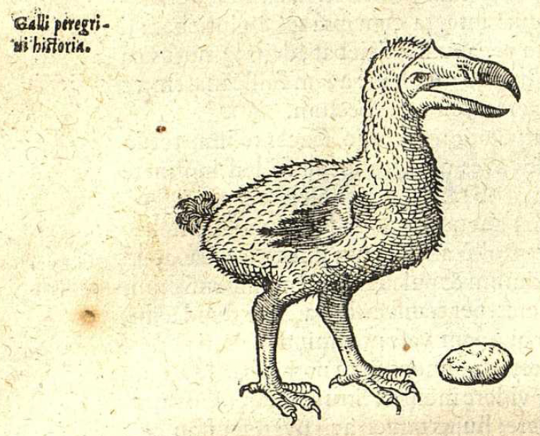 Dodo drawing from 1605