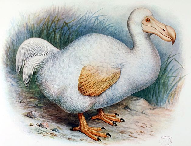 White Dodo