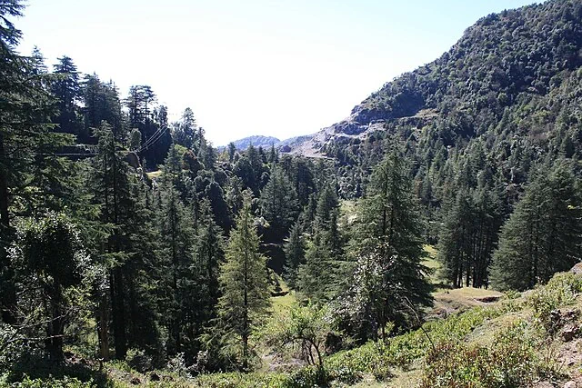 Habitat of the Himalayan Quail