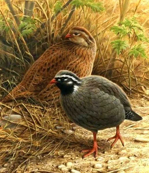 Himalayan Quail