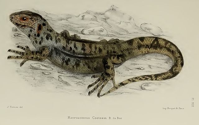 Chioninia coctei, Macroscincus coctei