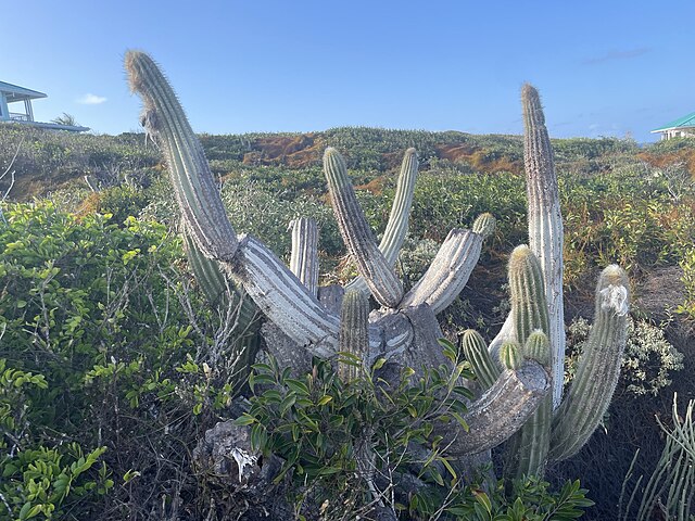 Key Largo tree cactus Pilosocereus millspaughii