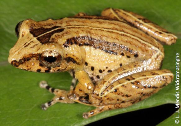 Pseudophilautus hypomelas