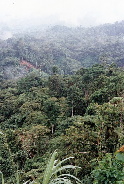 Rainforest on the Solomon Islands