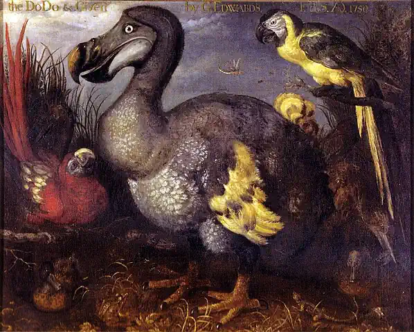 Dodo painted by Savery