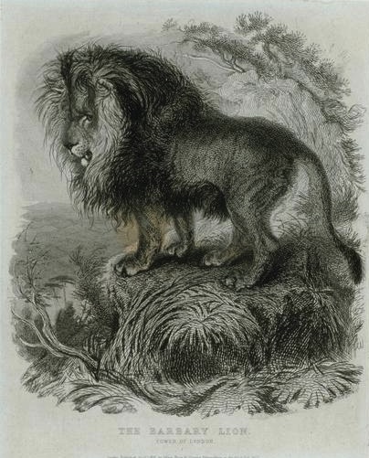 Barbary Lion Mane