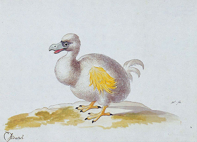 white dodo painting from 1614-1673 by Pieter Holsteyn II