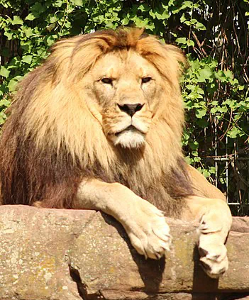 barbary lion heidelberg zoo