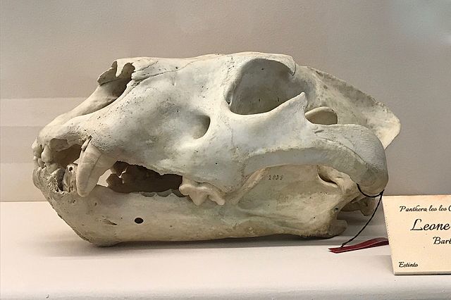 Barbary Lion skull