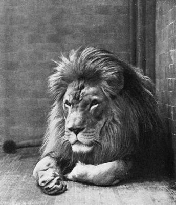 Barbary lion Sultan in New York Zoo