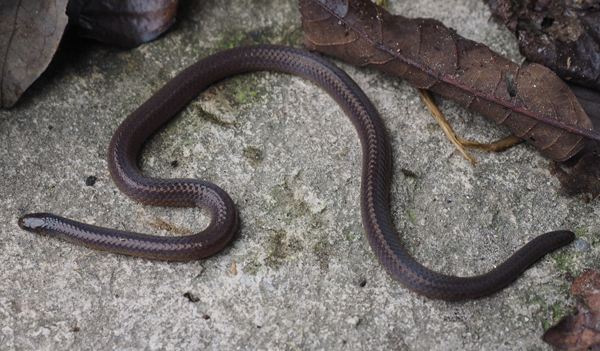 Berezowski’s reed snake