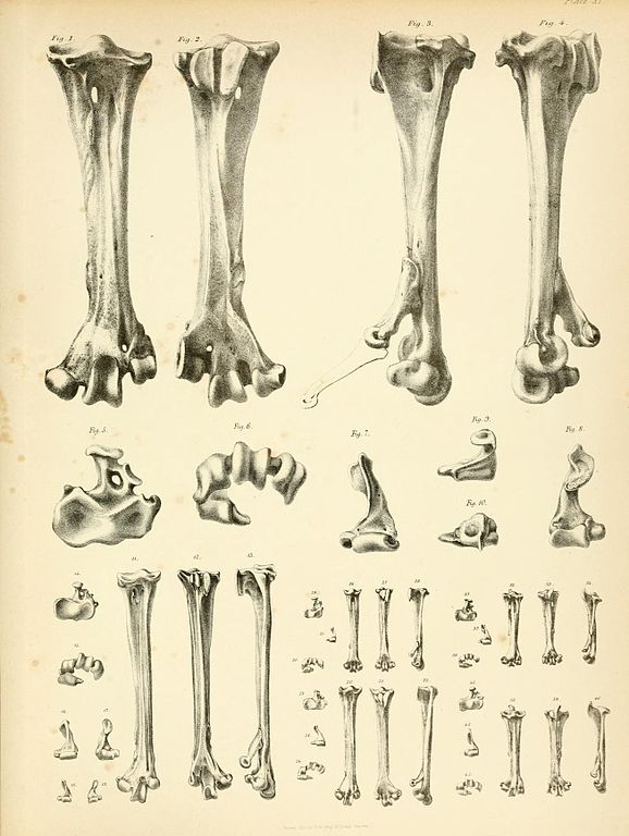 Dodo bones illustration